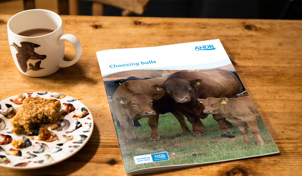 Choosing Bulls Front cover